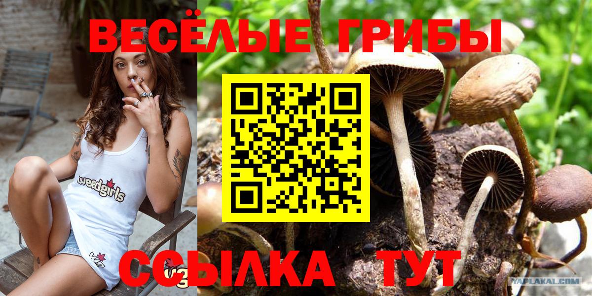Галлюциногенные грибы Psilocybine cubensis Кондопога